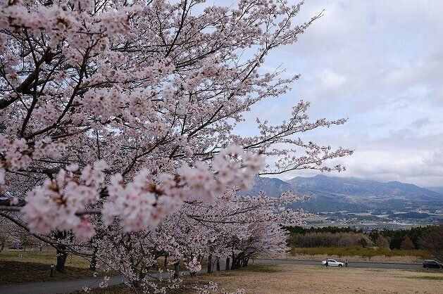 アスペクタの桜